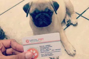 Proposta Vitalpet Big